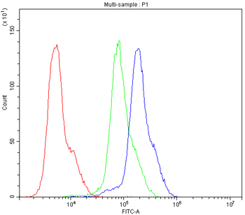 CCKBR Rabbit Polyclonal Antibody