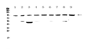 Cullin 5/CUL5 Rabbit Polyclonal Antibody