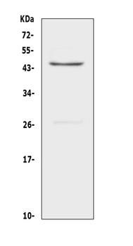 CD134/OX40/Tnfrsf4 Rabbit Polyclonal Antibody