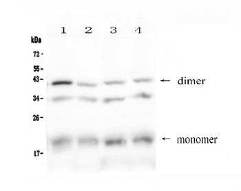 BAFF Receptor/Tnfrsf13c Rabbit Polyclonal Antibody
