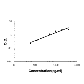 IL32 Rabbit Polyclonal Antibody