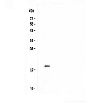 IL32 Rabbit Polyclonal Antibody
