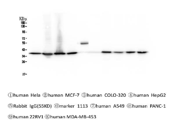 APE1 APEX1 Mouse Monoclonal Antibody