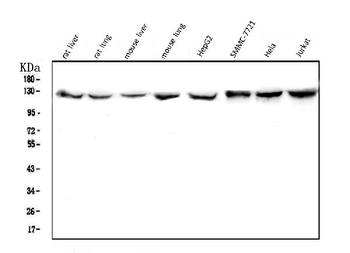CRM1 XPO1 Mouse Monoclonal Antibody
