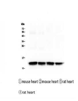 Cardiac FABP Fabp3 Mouse Monoclonal Antibody