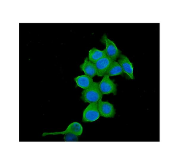 TCP1 alpha Mouse Monoclonal Antibody