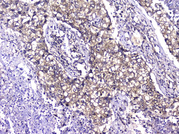 TCP1 alpha Mouse Monoclonal Antibody