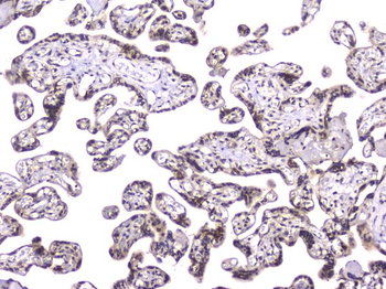 TCP1 alpha Mouse Monoclonal Antibody