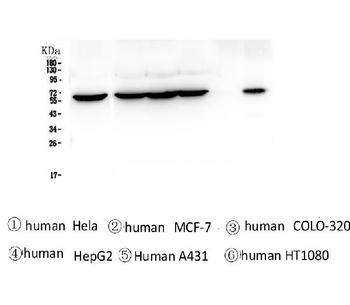 TCP1 alpha Mouse Monoclonal Antibody