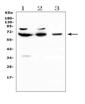CD5 Rabbit Polyclonal Antibody