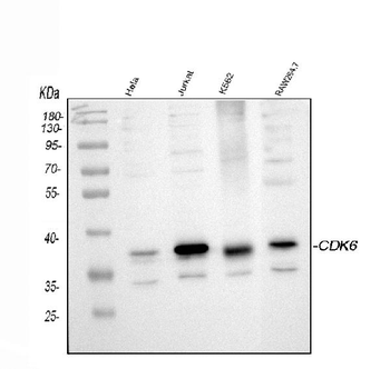 Cdk6 Rabbit Polyclonal Antibody