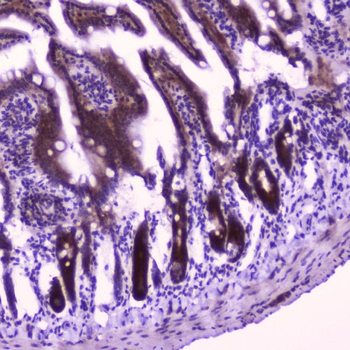 FLIP/CFLAR Rabbit Polyclonal Antibody