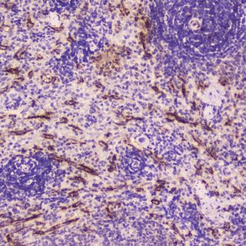 C Reactive Protein/Crp Rabbit Polyclonal Antibody