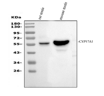 Cytochrome P450 17A1/Cyp17a1 Rabbit Polyclonal Antibody