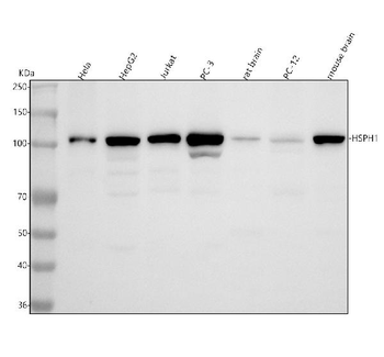Hsp105/HSPH1 Rabbit Polyclonal Antibody