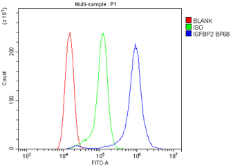 IGFBP2 Rabbit Polyclonal Antibody