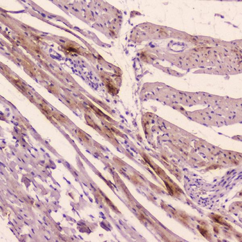 ANP/Nppa Rabbit Polyclonal Antibody