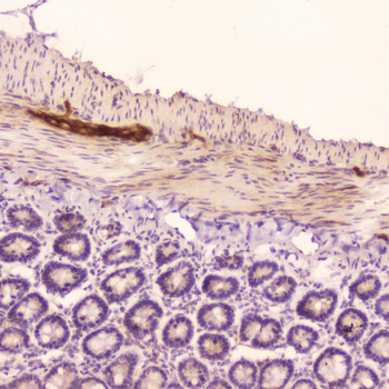 ANP/Nppa Rabbit Polyclonal Antibody