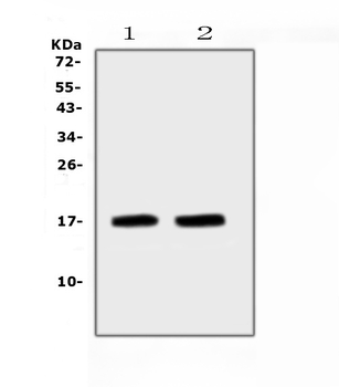 ANP/Nppa Rabbit Polyclonal Antibody