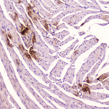 ANP/Nppa Rabbit Polyclonal Antibody