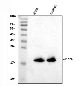 ANP/Nppa Rabbit Polyclonal Antibody