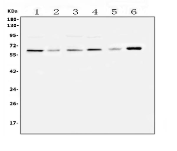 SPARCL1 Rabbit Polyclonal Antibody