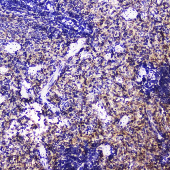 Talin 1/TLN1 Rabbit Polyclonal Antibody
