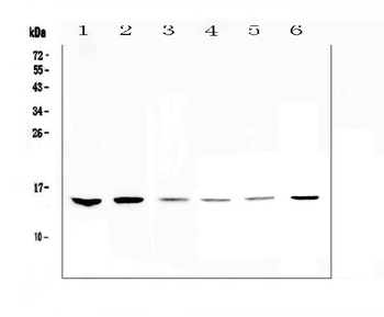 HE4/WFDC2 Rabbit Polyclonal Antibody