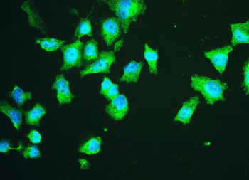 HSPA2 Mouse Monoclonal Antibody