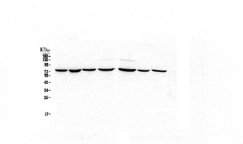 HSPA2 Mouse Monoclonal Antibody