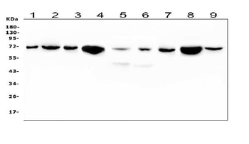 HSPA2 Mouse Monoclonal Antibody