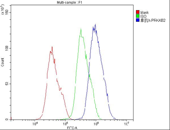 AMPK beta 2 PRKAB2 Mouse Monoclonal Antibody