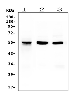 RbAp48 RBBP4 Mouse Monoclonal Antibody