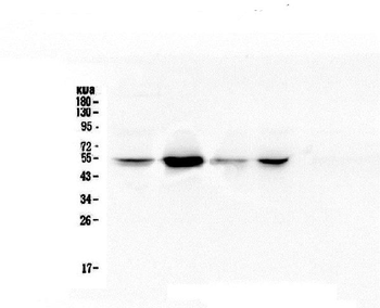 RbAp48 RBBP4 Mouse Monoclonal Antibody