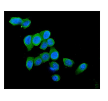 Cytochrome C CYCS Mouse Monoclonal Antibody