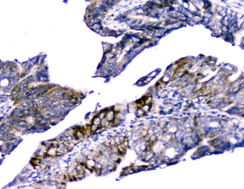 Cytochrome C CYCS Mouse Monoclonal Antibody