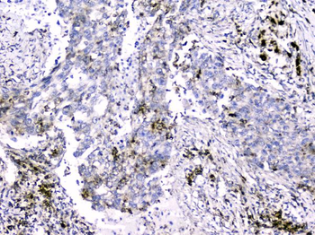Cytochrome C CYCS Mouse Monoclonal Antibody