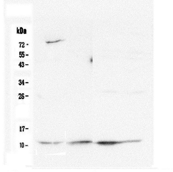 Cytochrome C CYCS Mouse Monoclonal Antibody