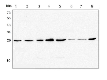 GSTM1 Mouse Monoclonal Antibody
