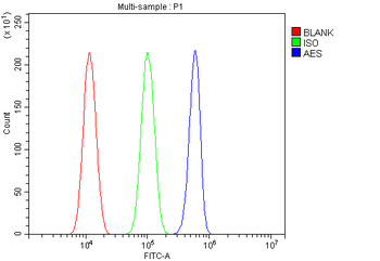 AES Rabbit Polyclonal Antibody
