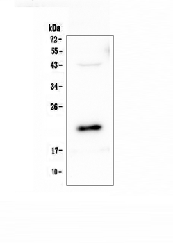 AES Rabbit Polyclonal Antibody
