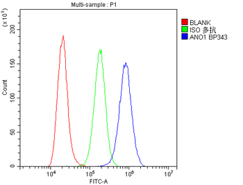 TMEM16A/ANO1 Rabbit Polyclonal Antibody