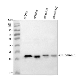 Calbindin/CALB1 Rabbit Polyclonal Antibody