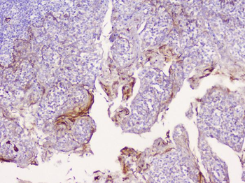 CD1b Rabbit Polyclonal Antibody