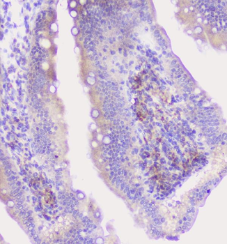 CFP Rabbit Polyclonal Antibody