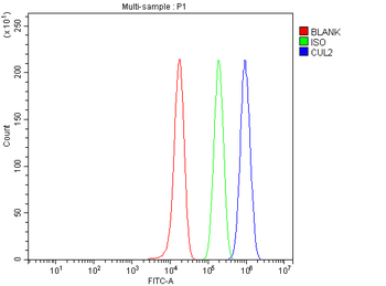 CUL2 Rabbit Polyclonal Antibody