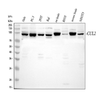 CUL2 Rabbit Polyclonal Antibody