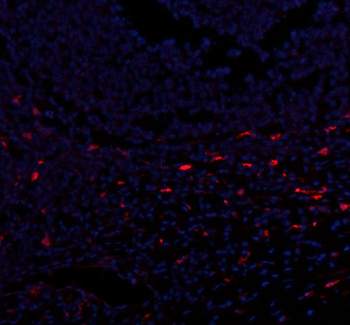 CXCL12 Rabbit Polyclonal Antibody