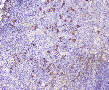 CXCL12 Rabbit Polyclonal Antibody