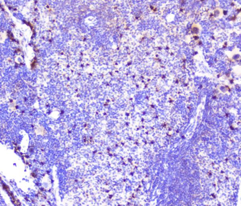 CXCL12 Rabbit Polyclonal Antibody